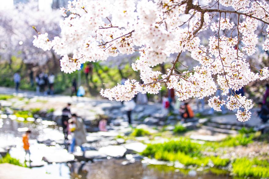 천안 원성천을 따라 걷는 신나는 벚꽃 놀이