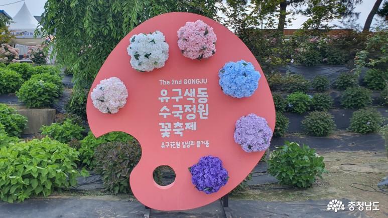 유구색동수국정원 꽃 축제 후기