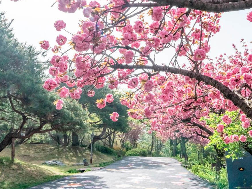 아산 당림미술관의 겹벚꽃 핀 풍경