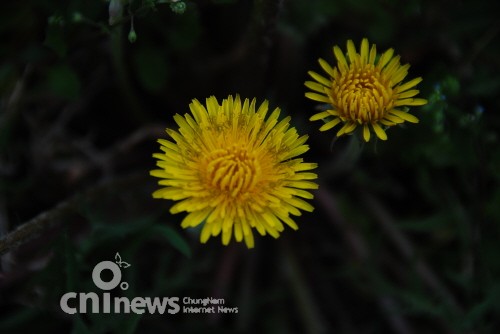 올망졸망 '들꽃'의 신비 사진