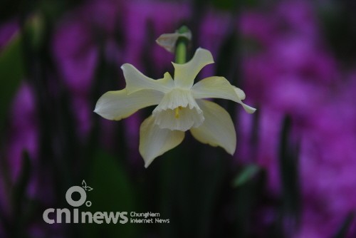 올망졸망 '들꽃'의 신비 사진