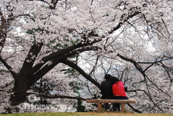 하얀 벚꽃나무 아래 감동의 데이트
