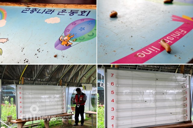 곤충나라에서 열리는 곤충올림픽 사진