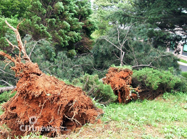 태풍 '곤파스'에 들통난 청설모 '식량 창고' 사진