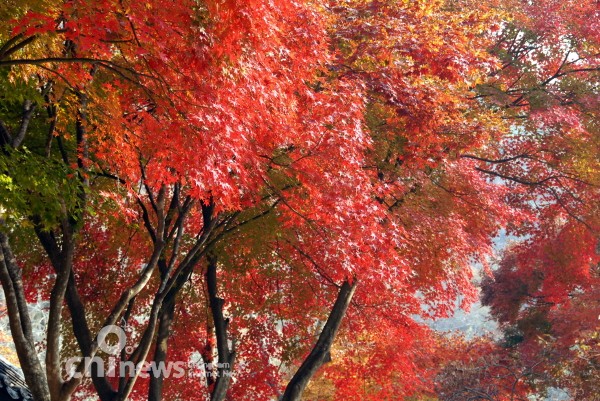 '秋마곡'의 황홀한 색감에 빠지다 사진
