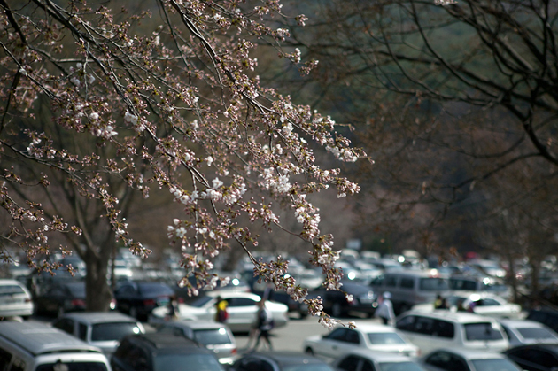 때이른 계룡산 벚꽃축제엔 개나리 꽃망울 '활짝' 사진