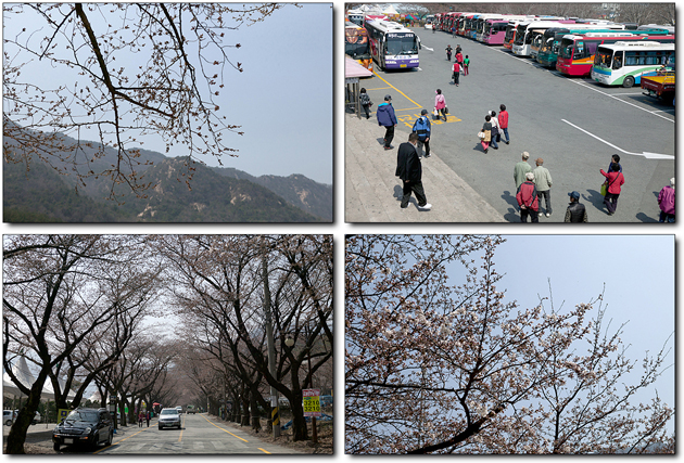 때이른 계룡산 벚꽃축제엔 개나리 꽃망울 '활짝' 사진