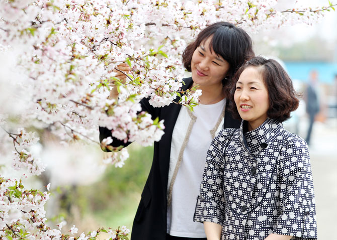 흐드러진 봄 … 서산 해미천 벚꽃 절정