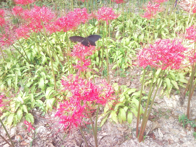 천리포수목원가을꽃에물들다 2