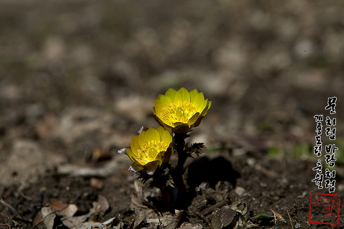 새봄을밝히는황금빛복수초꽃 3
