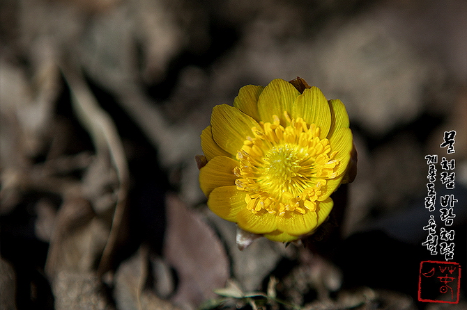 새봄을밝히는황금빛복수초꽃 4