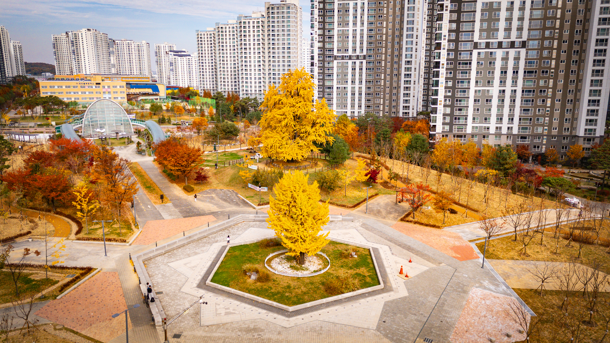 천안의 숨겨진 은행나무 명소 불당동 아름드리공원 550년 은행나무