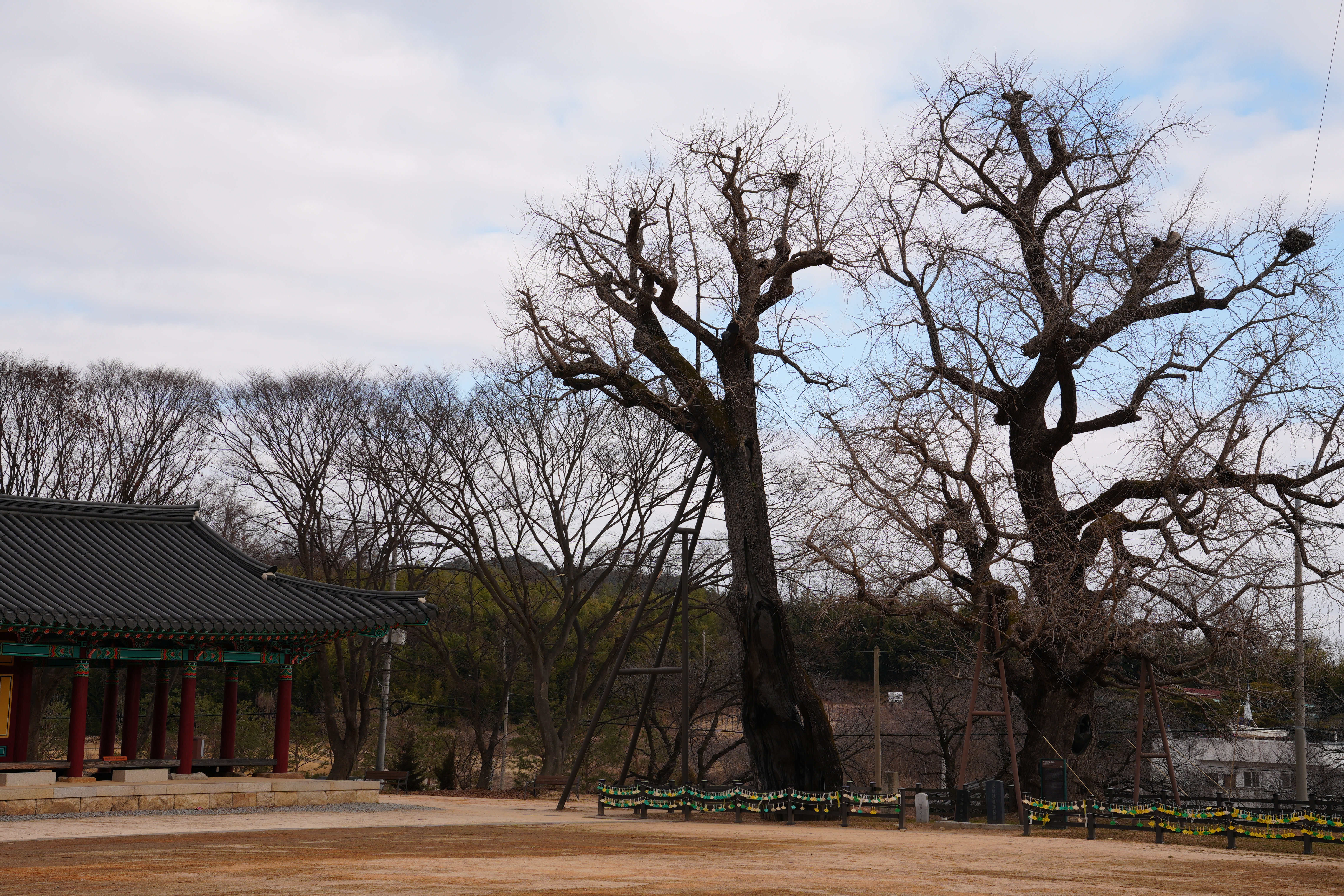 [당진관광] 천년의 세월을 품은 천연기념물, 겨울에 만나는 '면천 은행나무'의 위엄