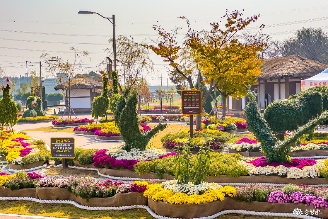 당진, 가을 향기 가득한 합덕농촌테마공원, 1만 3천 송이 국화의 향연