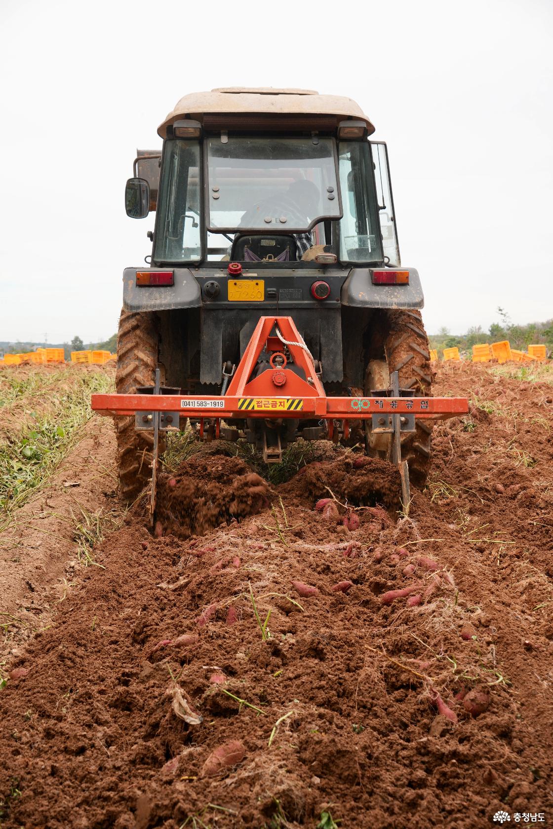 당진 석문 호풍미 고구마 뿅가구마농장 수확현장에 가다