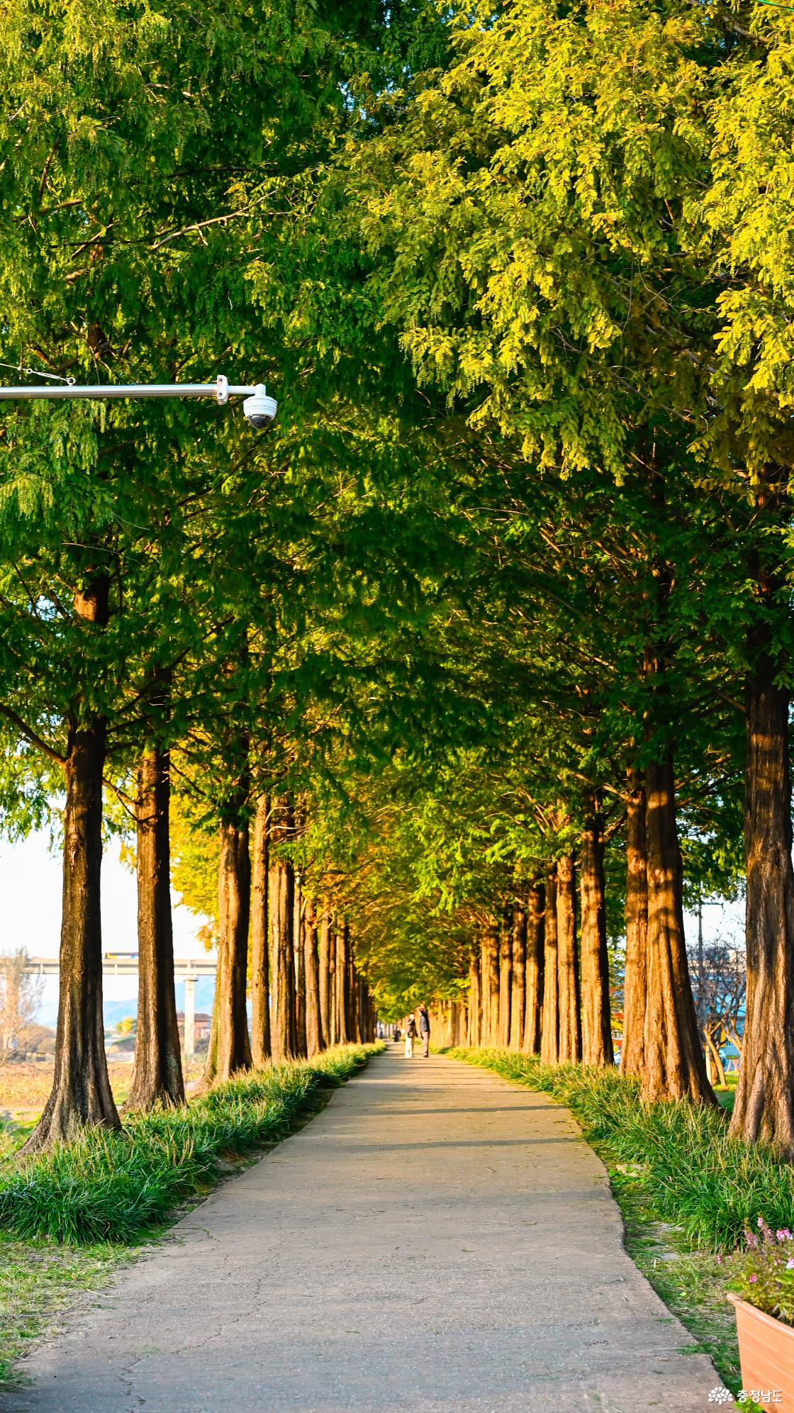 늦가을의 공주 정안천, 초록빛이 남은 메타세쿼이아길을 걷다