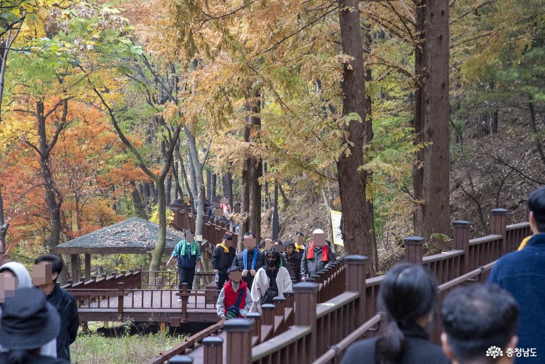 가을빛 물든 천안 태조산, 주말마다 시민들의 발걸음이 머무는 곳