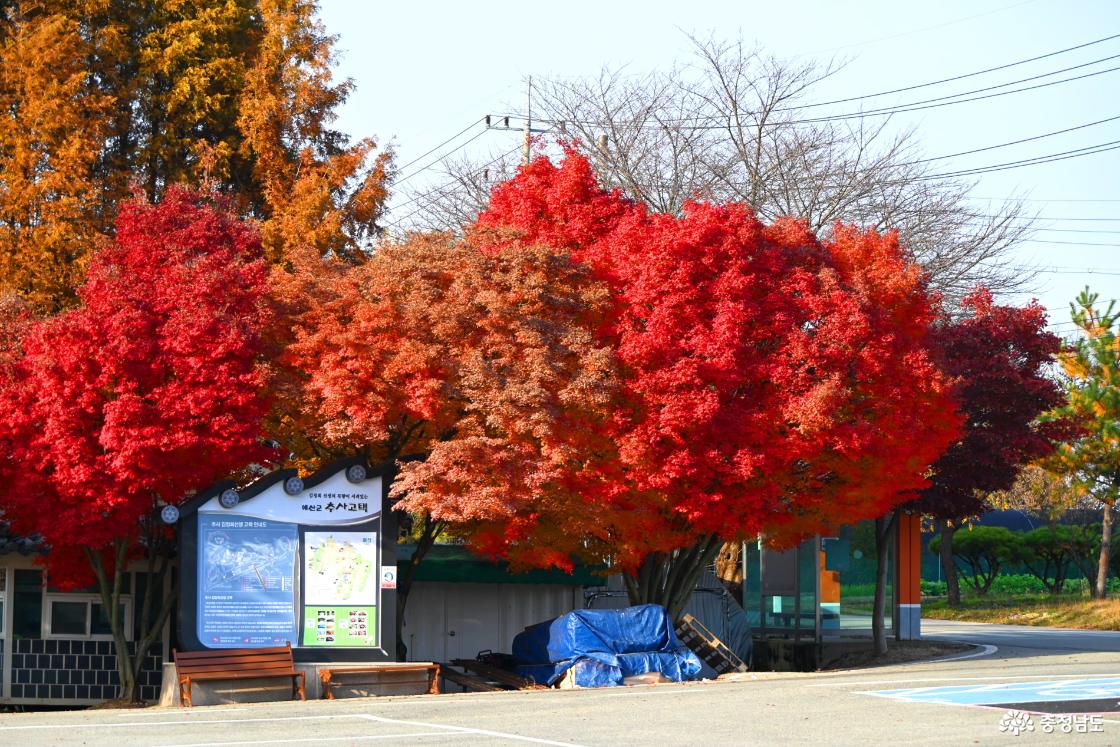 예산 추사고택의 단풍을 담은 아름다운 가을 