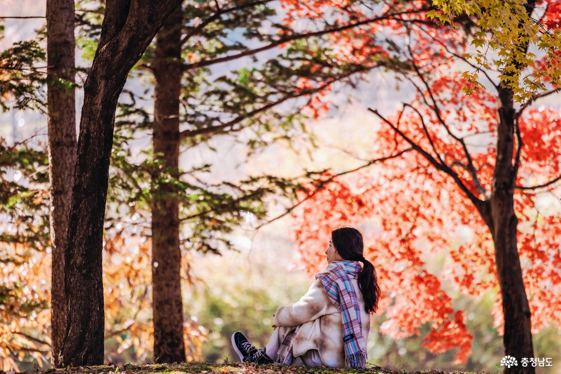 천안 가을여행 가볼만한곳 독립기념관 단풍나무숲길과 메타세콰이어숲길