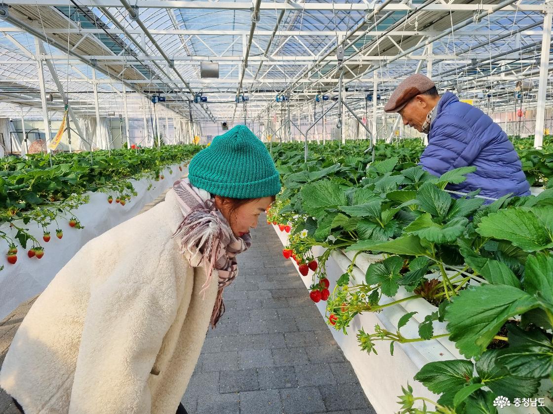 한겨울 딸기 생태 체험장, 논산 '딸기향 농촌테마공원'